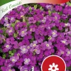 Fröer Aubrietia Red Cascade>Nelson Garden New