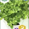 Fröer Basilika Balkan Star Småblad Hydroponisk>Nelson Garden Discount