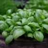 Fröer Basilika Grön Loki Organic>Nelson Garden Discount