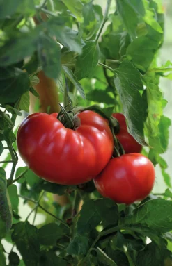 Fröer Bifftomat Gigantomo F1 Hög><noscript><img width=