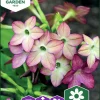 Fröer Blomstertobak Avalon Lime/Purple F1>Nelson Garden Online