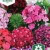 Fröer Borstnejlika Herald of Spring>Nelson Garden Outlet
