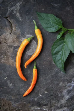 Fröer Chilipeppar Kilián Orange>Nelson Garden Sale