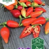 Fröer Chilipeppar Biquinho>Nelson Garden New