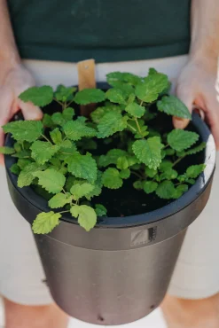 Fröer Citronmeliss Lemona Organic>Nelson Garden Outlet