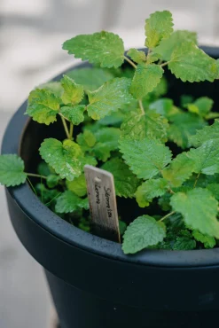 Fröer Citronmeliss Lemona Organic><noscript><img width=