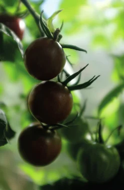 Fröer Cocktailtomat Black Cherry Hög Organic>Nelson Garden New