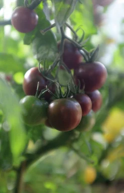 Fröer Cocktailtomat Black Cherry Hög Organic><noscript><img width=