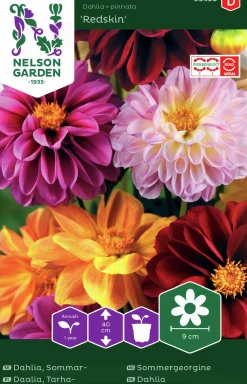 Fröer Dahlia Sommar Redskin>Nelson Garden Sale