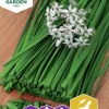 Fröer Gräslök Kinesisk Garlic Oriental>Nelson Garden New