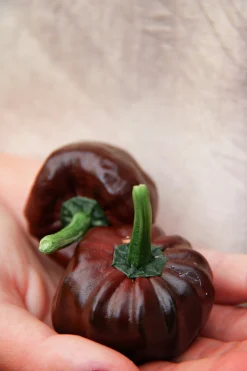 Fröer Havannapeppar Habanero Brun>Nelson Garden Discount