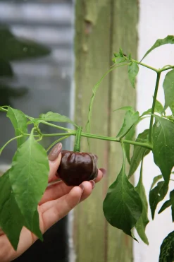 Fröer Havannapeppar Habanero Brun><noscript><img width=