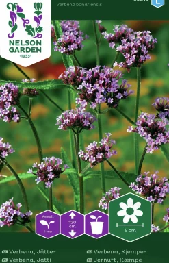 Fröer Jätteverbena>Nelson Garden Clearance