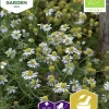 Fröer Kamomill Organic>Nelson Garden Best