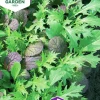 Fröer Kål Asiatisk mix>Nelson Garden Hot