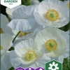 Fröer Kornvallmo Bridal Silk Vit>Nelson Garden Online