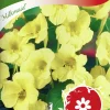 Fröer Krasse Slinger- Milkmaid>Nelson Garden Hot