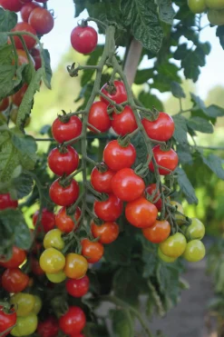 Fröer Körsbärstomat Rubylicious F1 Hög><noscript><img width=