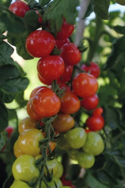 Fröer Körsbärstomat Rubylicious F1 Hög><noscript><img width=