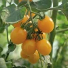 Fröer Körsbärstomat Golden Pearl F1 Hög>Nelson Garden Online