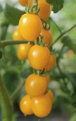 Fröer Körsbärstomat Golden Pearl F1 Hög>Nelson Garden Online