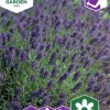 Fröer Lavendel>Nelson Garden Sale