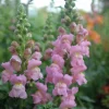 Fröer Lejongap Opus Pink F1>Nelson Garden