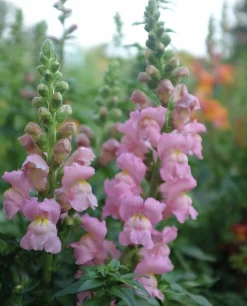 Fröer Lejongap Opus Pink F1>Nelson Garden