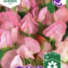 Fröer Luktärt Royal Rose Rosa>Nelson Garden Outlet