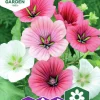 Fröer Malva Prakt- Blandade Färger>Nelson Garden Sale