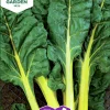 Fröer Mangold Bright Yellow>Nelson Garden Online