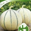 Fröer Melon Stellio F1>Nelson Garden Hot