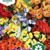 Fröer Nemesia Carnival Blandade Färger>Nelson Garden Best