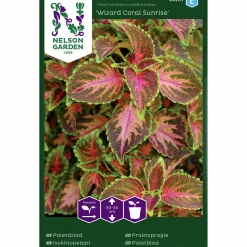 Fröer Palettblad Wizard Coral Sunrise>Nelson Garden Sale
