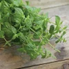 Fröer Pepparmynta Multimenta>Nelson Garden