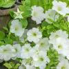 Fröer Petunia Opera Supreme White F1>Nelson Garden