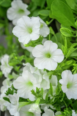 Fröer Petunia Opera Supreme White F1><noscript><img width=