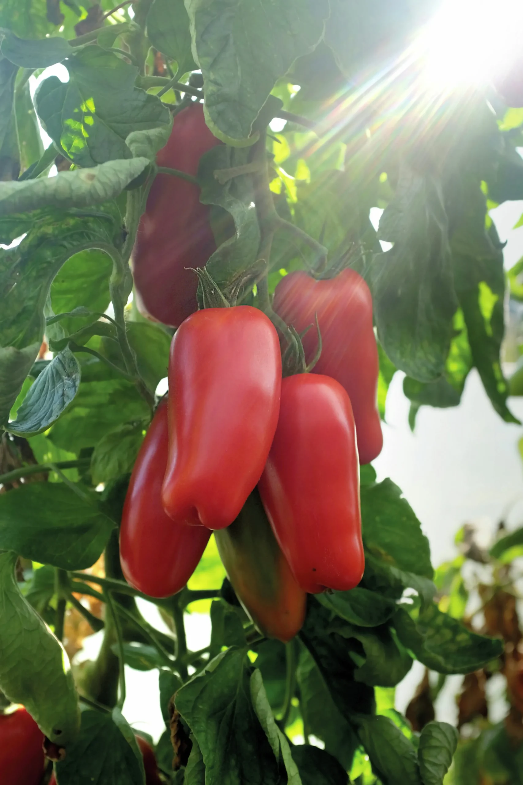 Fröer Plommontomat Agro F1 Hög Organic>Nelson Garden