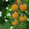 Fröer Plommontomat Krebs Honey Plum Hög>Nelson Garden Discount