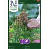 Fröer Quinoa Vikinga>Nelson Garden Best