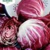 Fröer Rosensallat Palla Rossa>Nelson Garden Discount