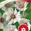 Fröer Rosenskära Daydream>Nelson Garden Hot