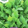 Fröer Rucola / Sandsenap Wildfire>Nelson Garden Online