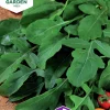 Fröer Rucola / Senapskål>Nelson Garden Outlet