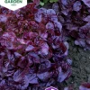 Fröer Sallat Plock- Red Salad Bowl Röd>Nelson Garden Outlet