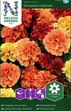 Fröer Sammetstagetes Strawberry Blonde>Nelson Garden Outlet