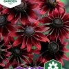 Fröer Sommarrudbeckia Cherry Brandy>Nelson Garden Clearance