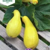 Fröer Squash Pic n Pic Gul>Nelson Garden Hot