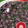 Fröer Strandkrassing Violett Queen>Nelson Garden New