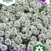 Fröer Strandkrassing Carpet of Snow Vit>Nelson Garden Online